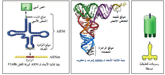 الملخص الناقلARN بنية